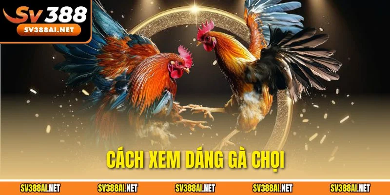 Tổng Hợp 3 Cách Xem Dáng Gà Chọi Chuẩn Xác Từ Dân Chơi Gà