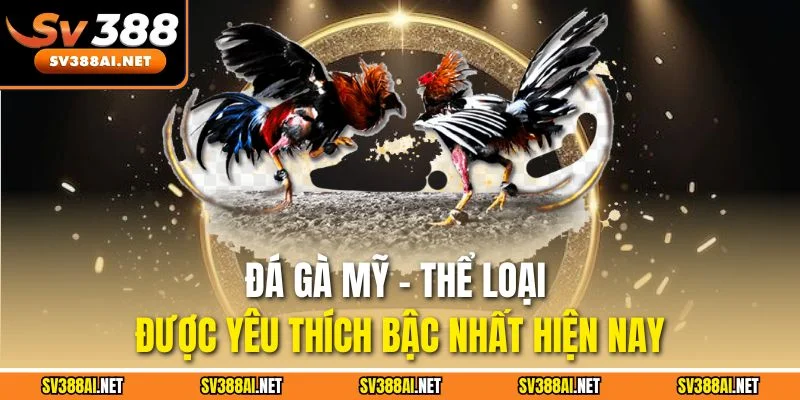 Đá gà Mỹ - Thể loại được yêu thích bậc nhất hiện nay